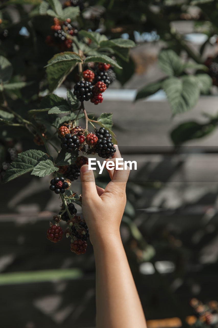 Childs hand picking blackberries