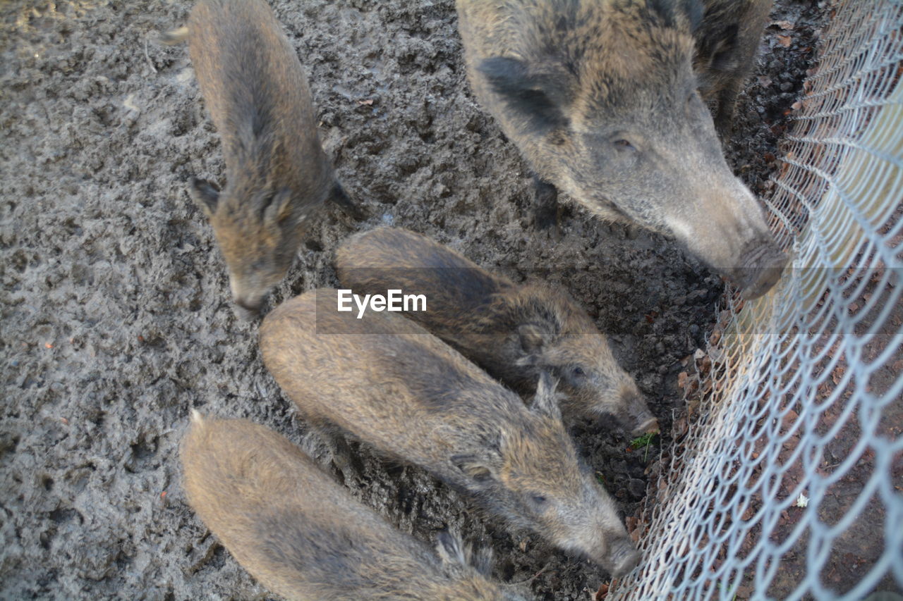 High angle view of wild boars by fence at zoo