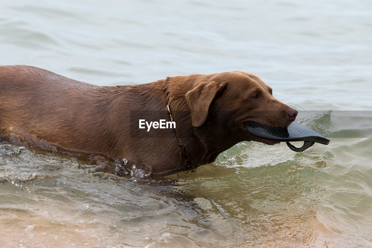 DOG STANDING IN A MOUTH OF A WATER