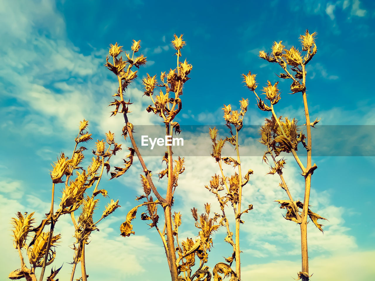 Low angle view of prickly poppy flowering plants against sky