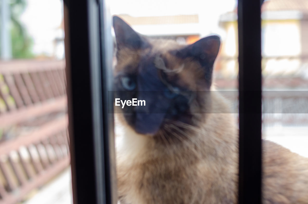mammal, animal themes, cat, animal, pet, one animal, domestic animals, window, siamese, indoors, small to medium-sized cats, tonkinese, no people, day, felidae, domestic cat, looking, close-up, feline, focus on foreground, whiskers, thai