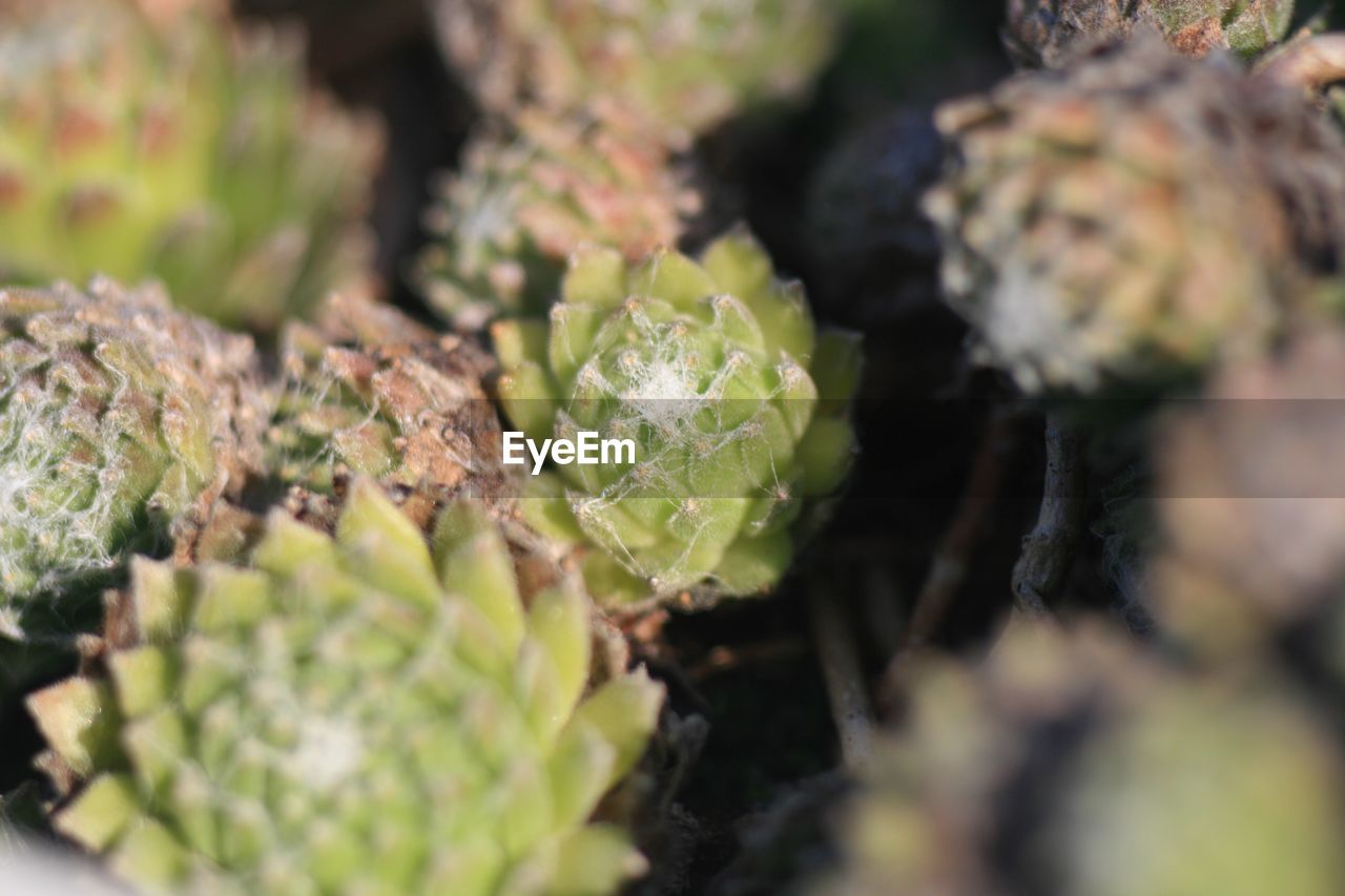 Close-up of succulent plants growing outdoors