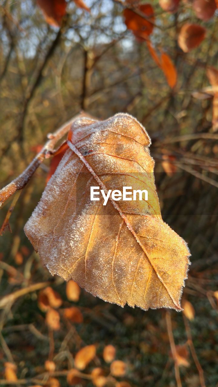 Close-up of dry leaf on branch