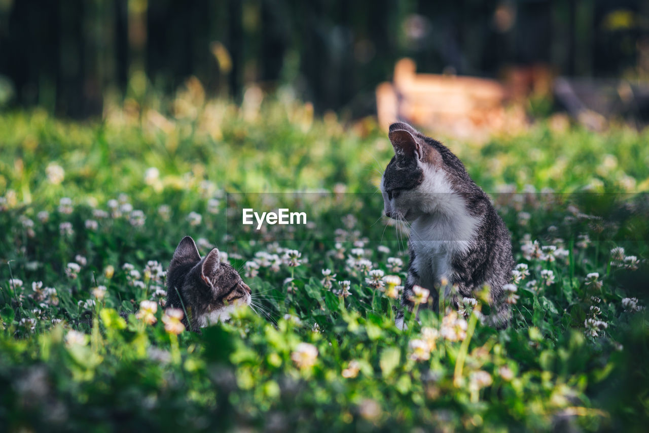 View of an animal on land