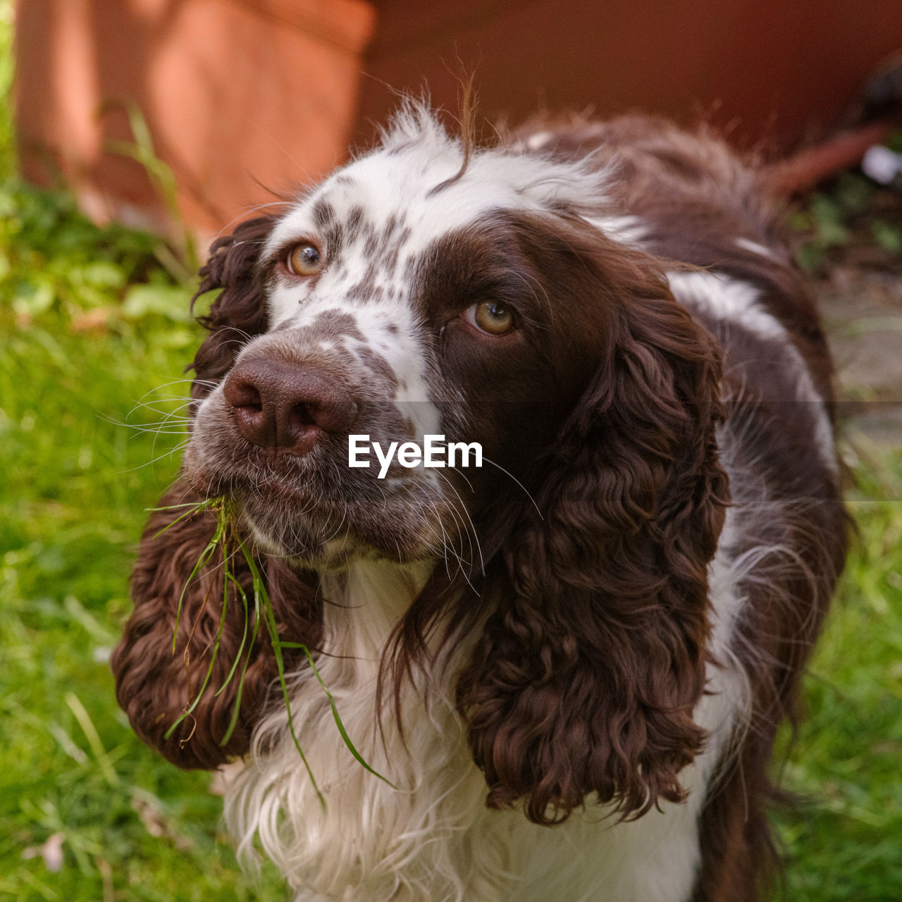 CLOSE-UP OF DOG ON FIELD