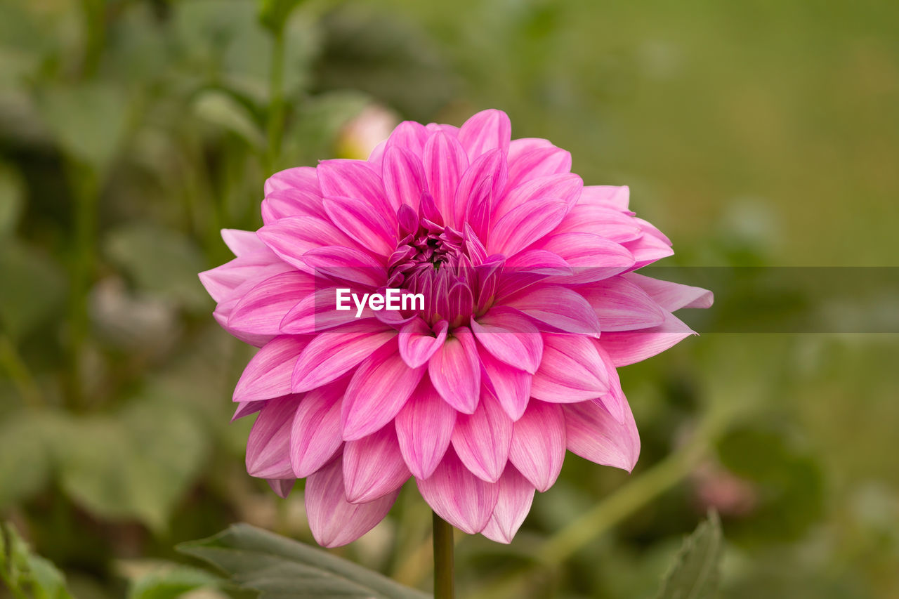 CLOSE-UP OF HONEY BEE POLLINATING FLOWER