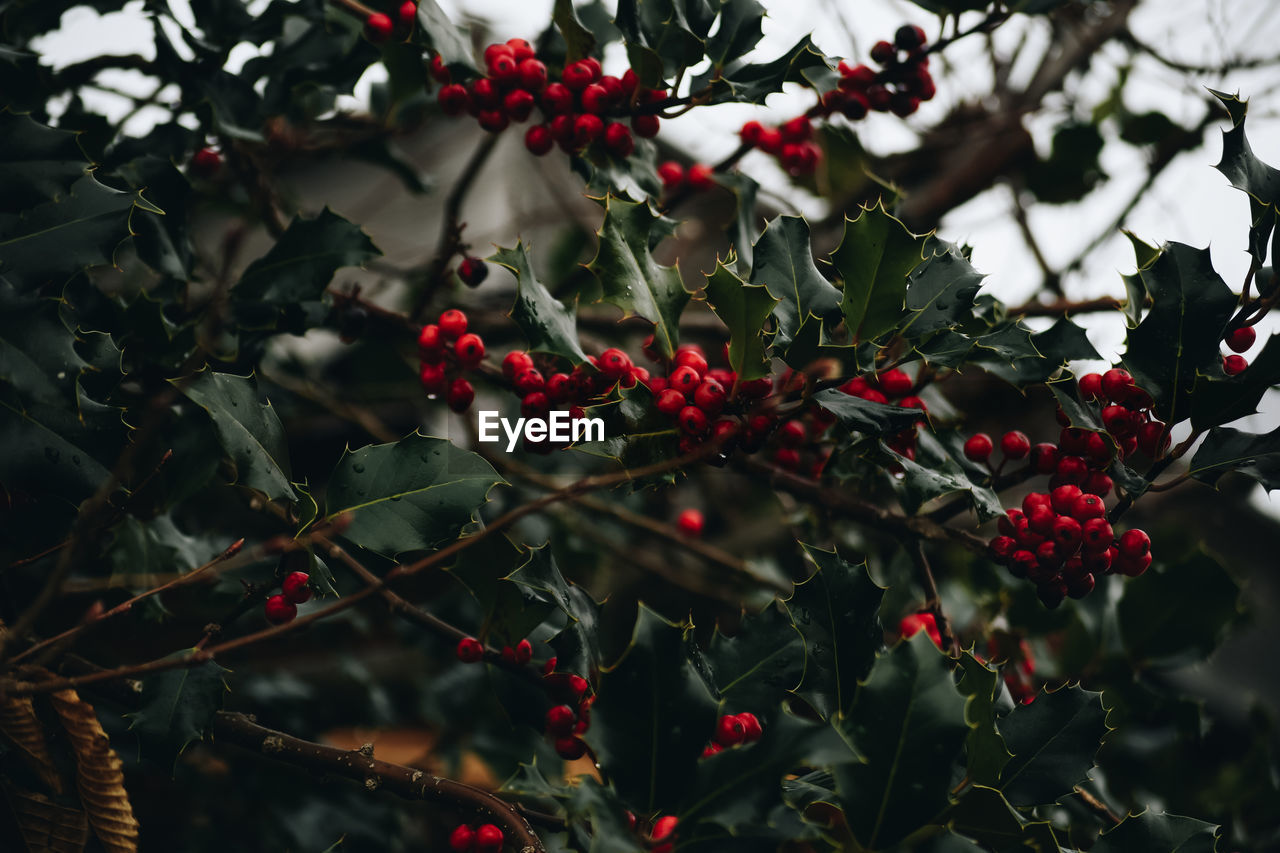 CLOSE-UP OF BERRIES GROWING ON TREE