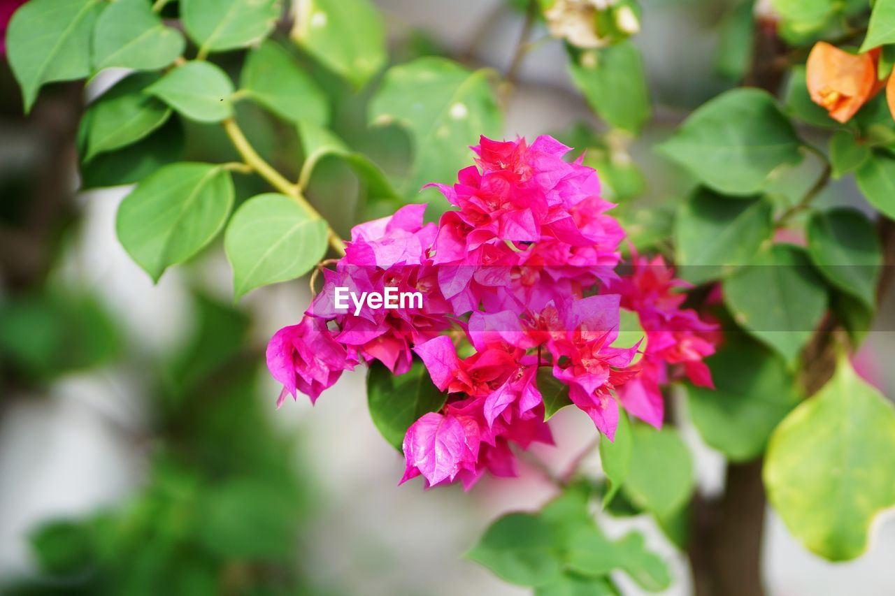 CLOSE-UP OF PINK ROSE FLOWERS