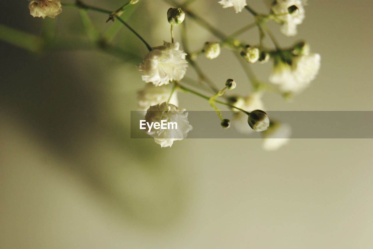 Close-up of white flowers