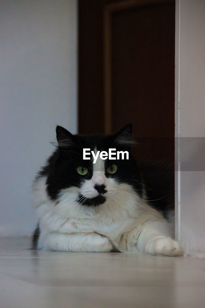 PORTRAIT OF CAT RESTING ON FLOOR AT HOME