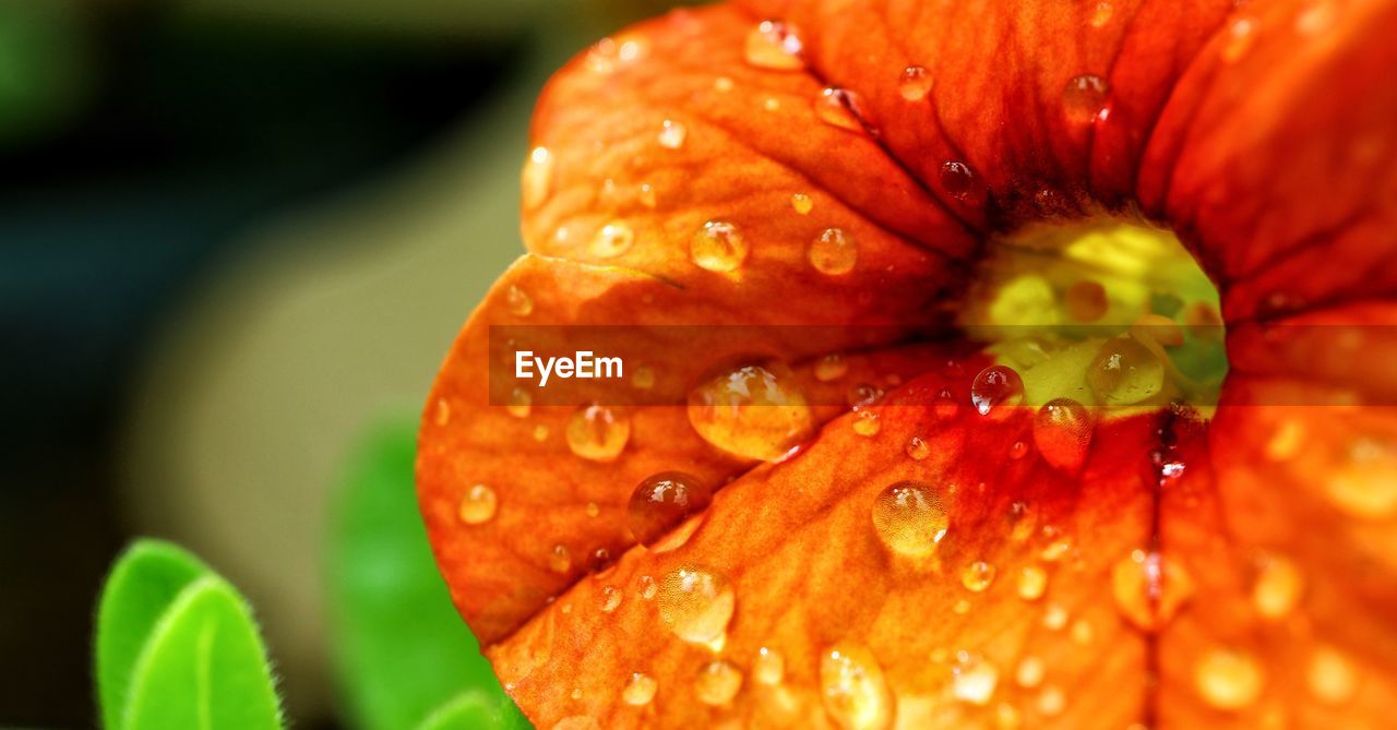 CLOSE-UP OF WATER DROPS ON RED ROSE