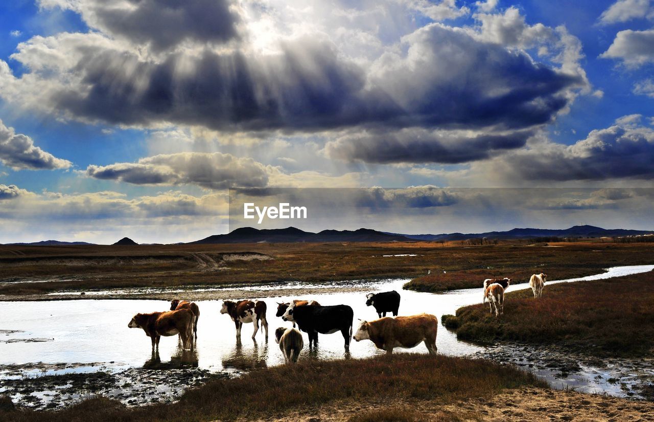 Cows standing in lake against cloudy sky