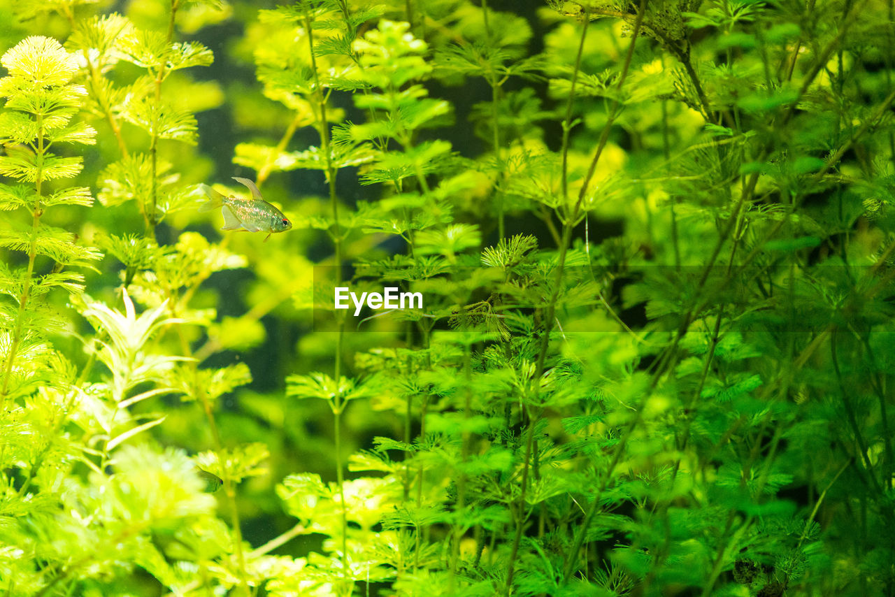 SCENIC VIEW OF GRASS