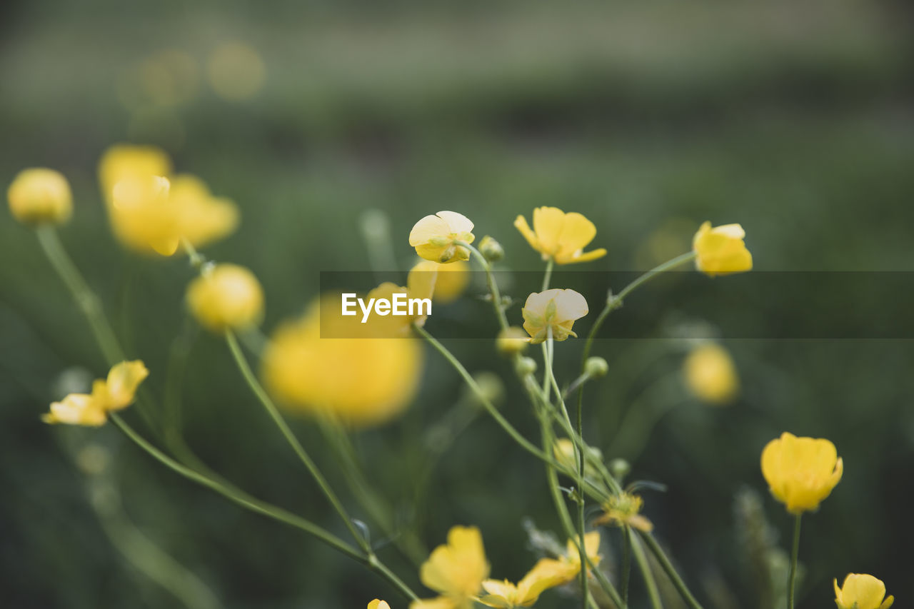 Close-up of yellow flowering plants on field