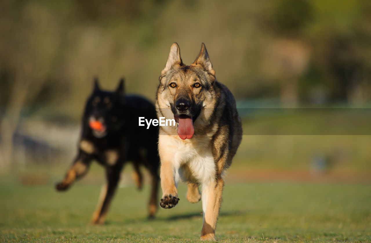 Portrait of german shepherds running on field