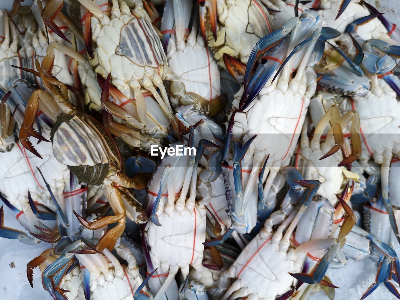 HIGH ANGLE VIEW OF FISH FOR SALE