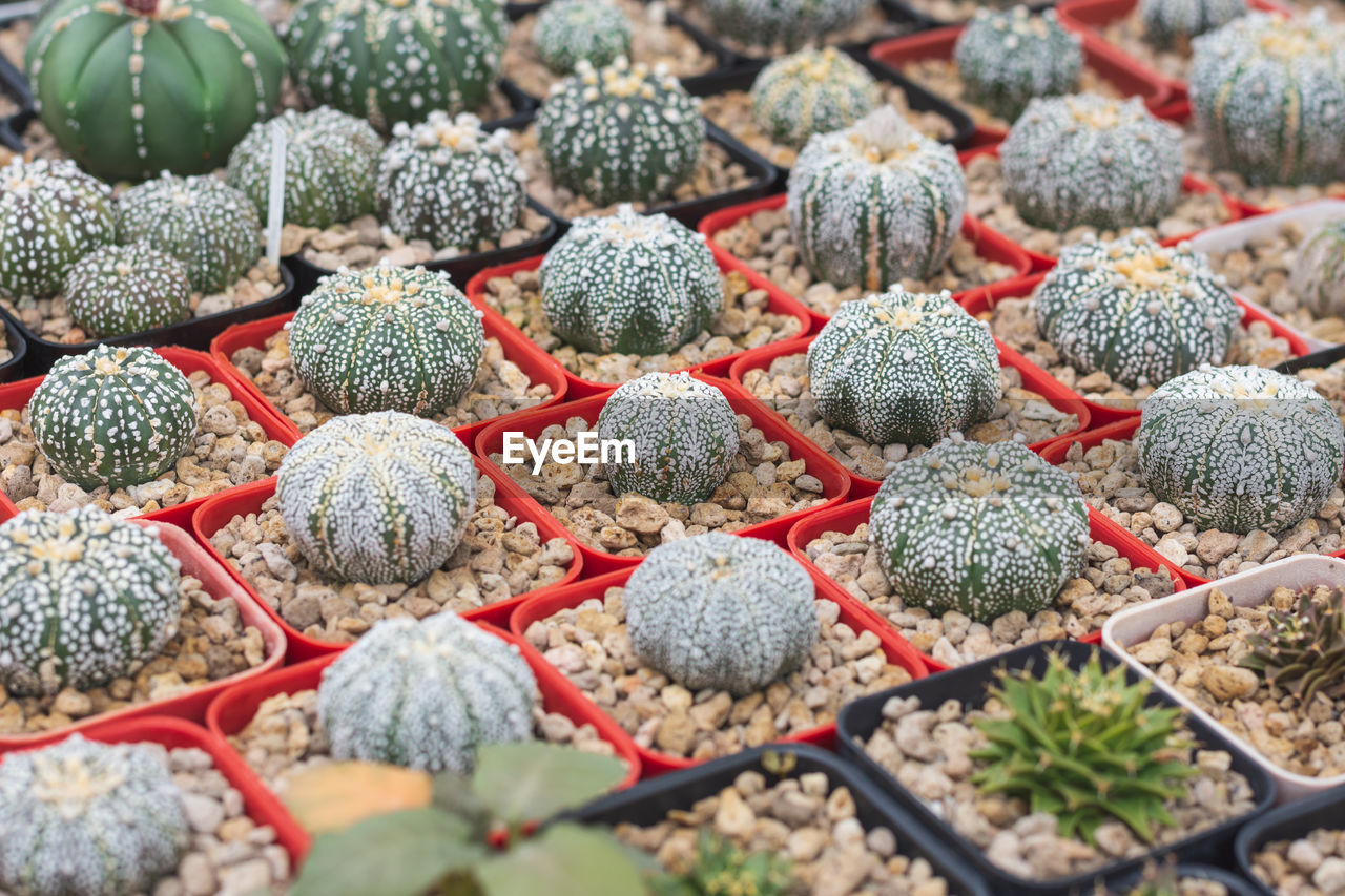 HIGH ANGLE VIEW OF SUCCULENT PLANTS