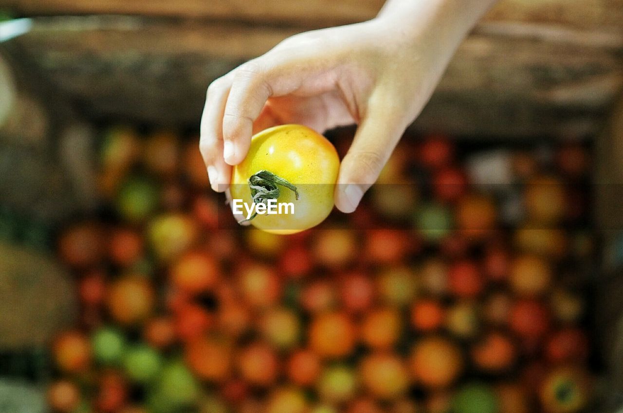 Cropped hand holding tomato