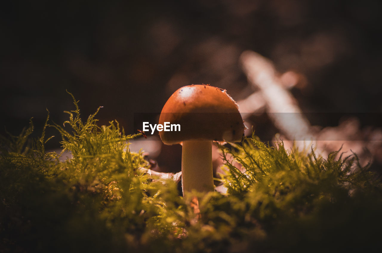 Mushroom growing in woods