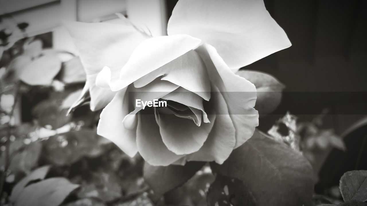 CLOSE-UP OF ROSE BLOOMING IN GARDEN