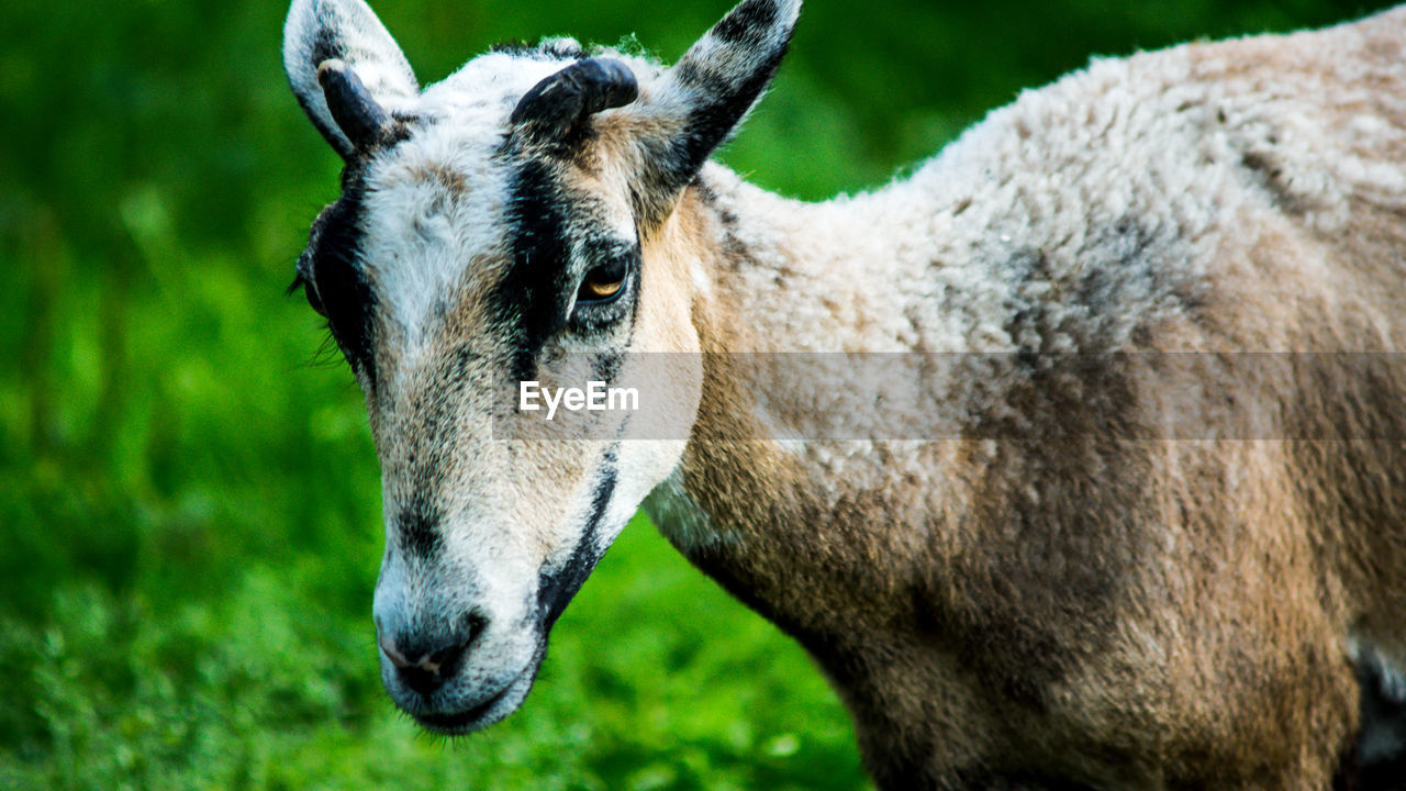 CLOSE-UP OF A HORSE IN THE FIELD