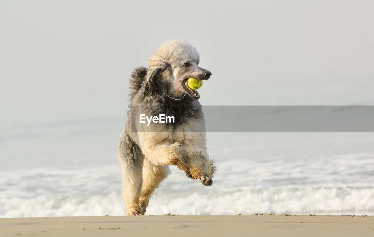 Dog with ball running on shore at beach