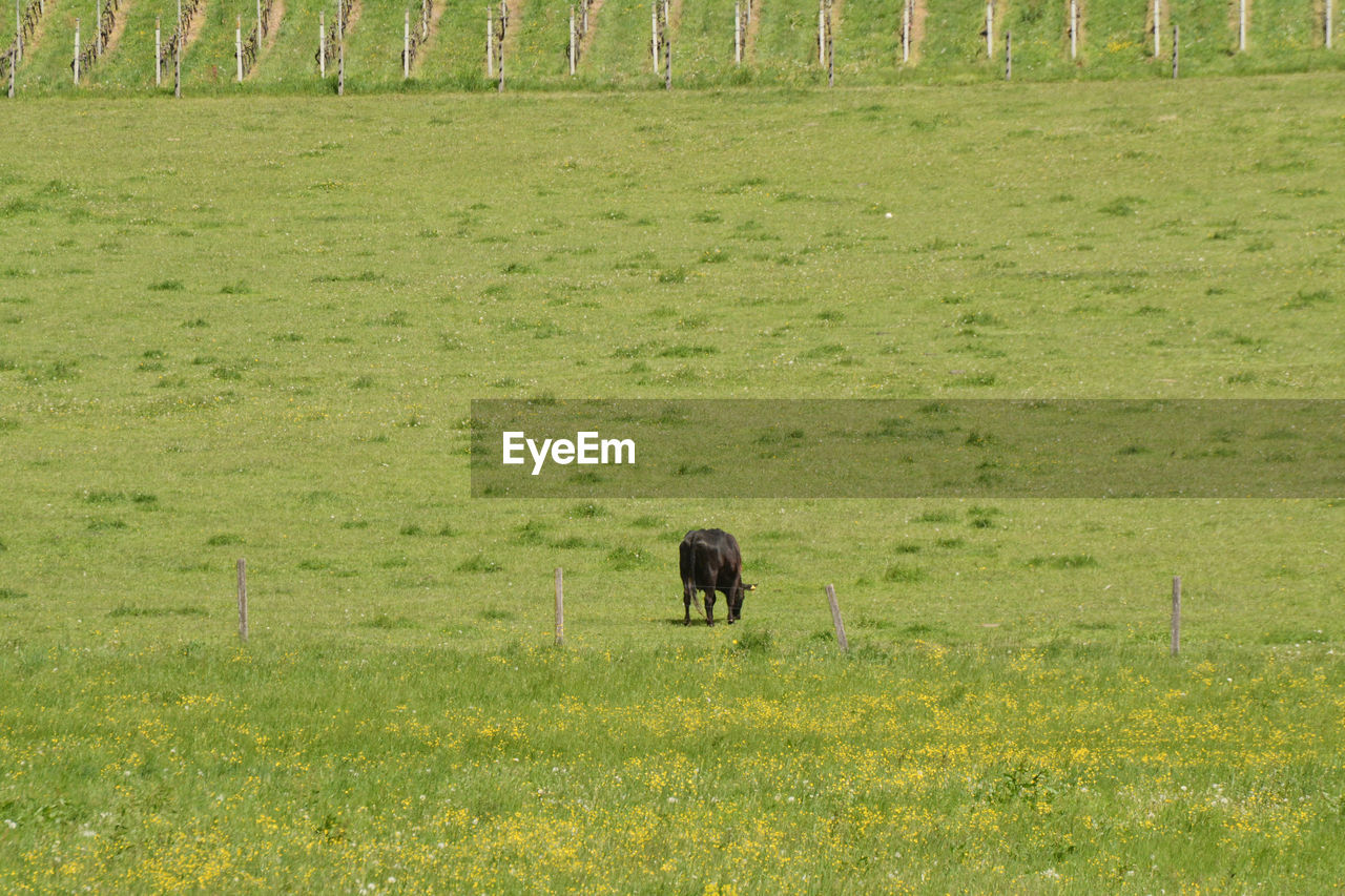 Cow in a green pasture.