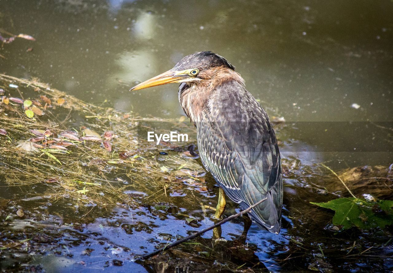 animal themes, animal, animal wildlife, bird, wildlife, nature, one animal, water, green heron, beak, lake, heron, reflection, water bird, no people, outdoors, beauty in nature