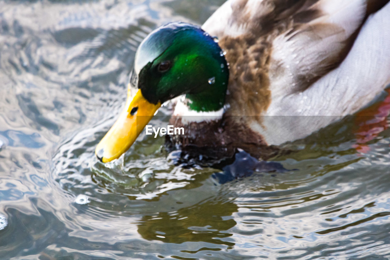 CLOSE-UP OF MALLARD DUCK SWIMMING IN LAKE