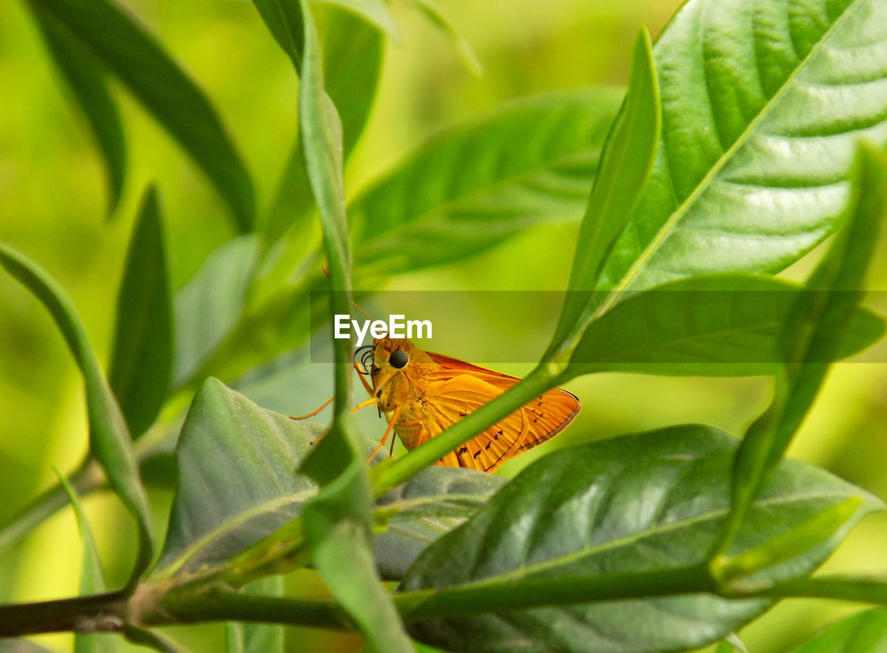 A yellow butterfly hiding behind the greeny leaves and bokeh background.