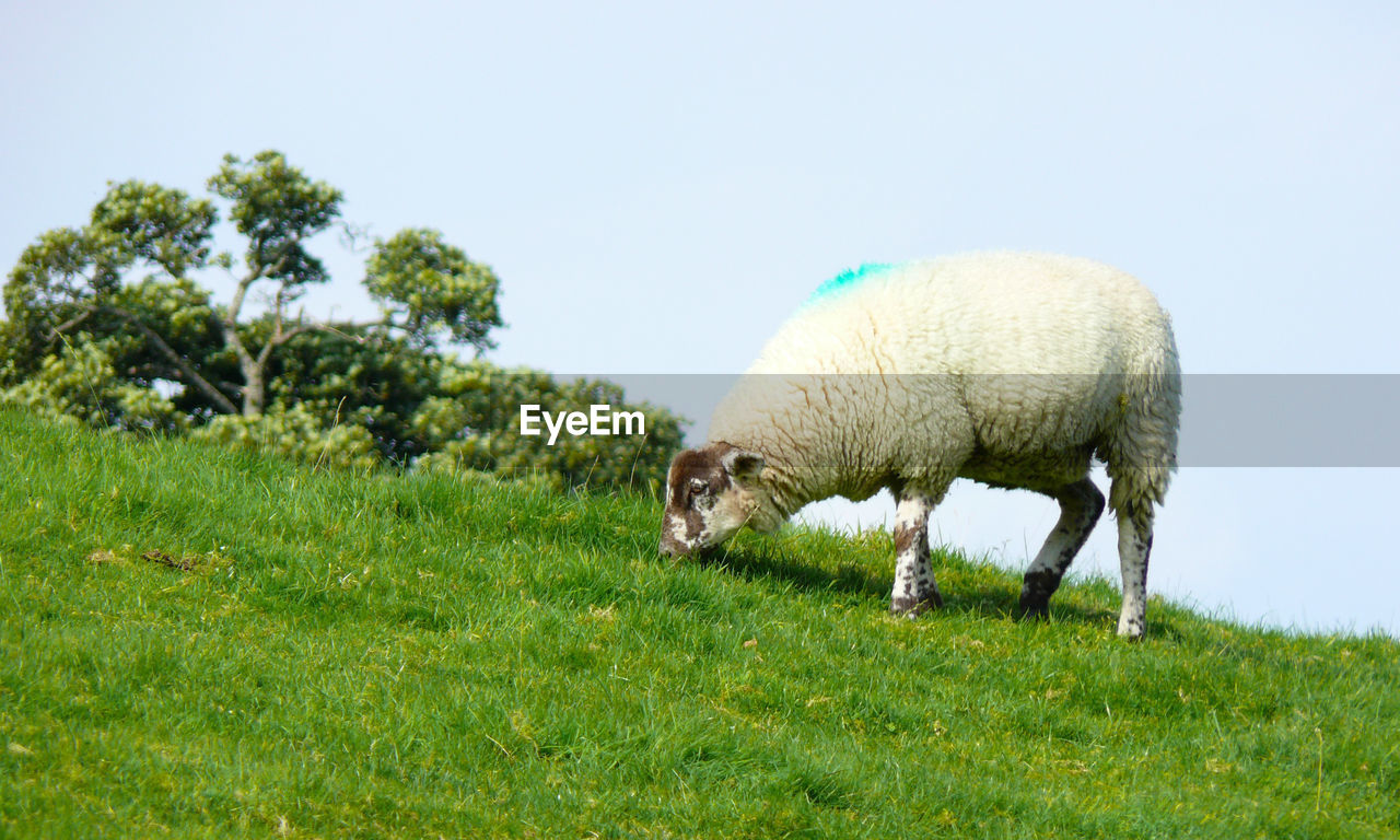 Low angle view of sheep grazing on grassy field against clear sky