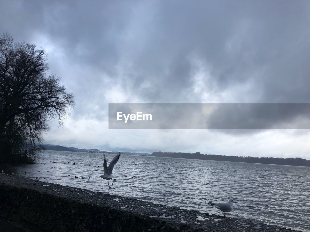 SEAGULLS ON SEA SHORE