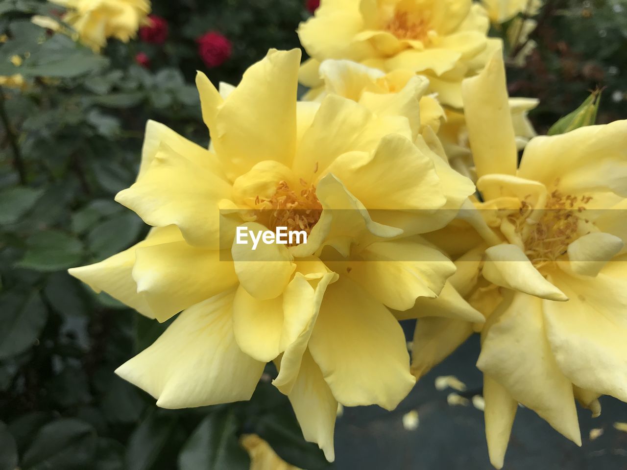 flower, flowering plant, plant, beauty in nature, freshness, yellow, fragility, close-up, petal, flower head, inflorescence, nature, growth, focus on foreground, no people, outdoors, springtime, blossom, day, white