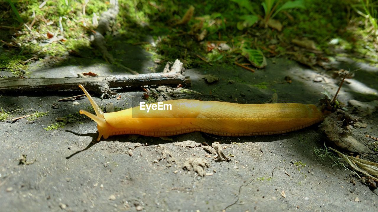 CLOSE-UP OF A SNAIL