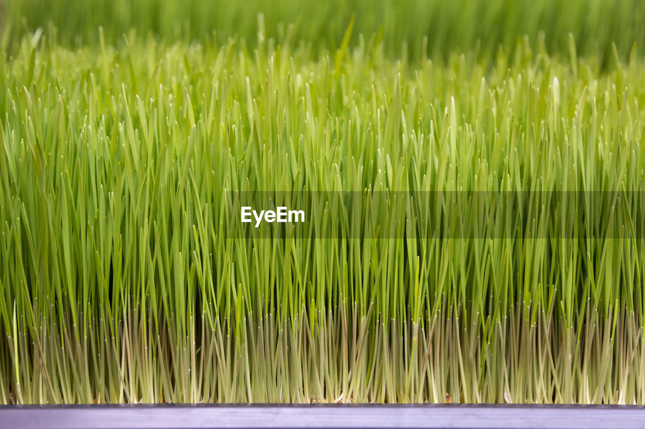 Full frame shot of grassy field