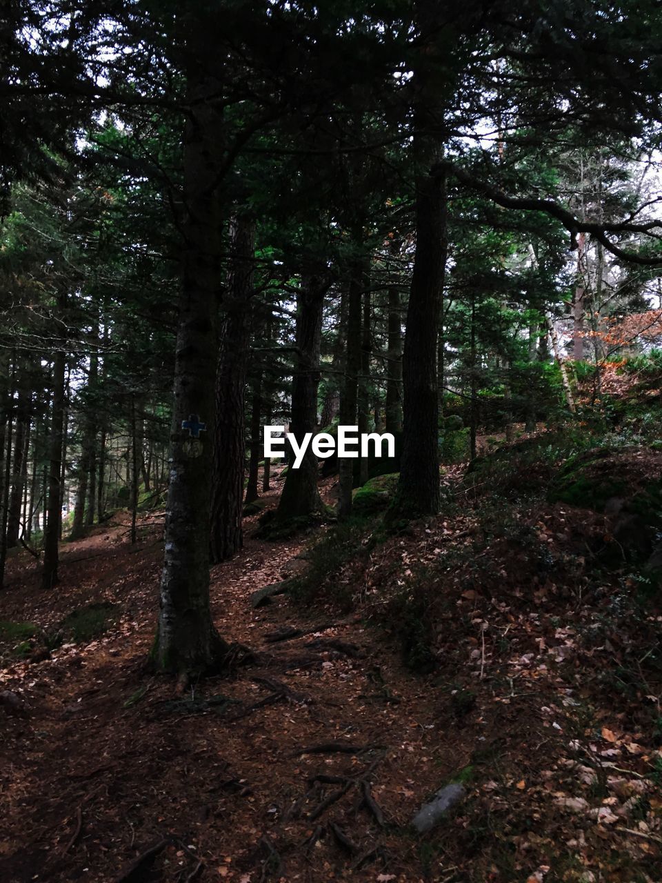 LOW ANGLE VIEW OF TREES ON FOREST