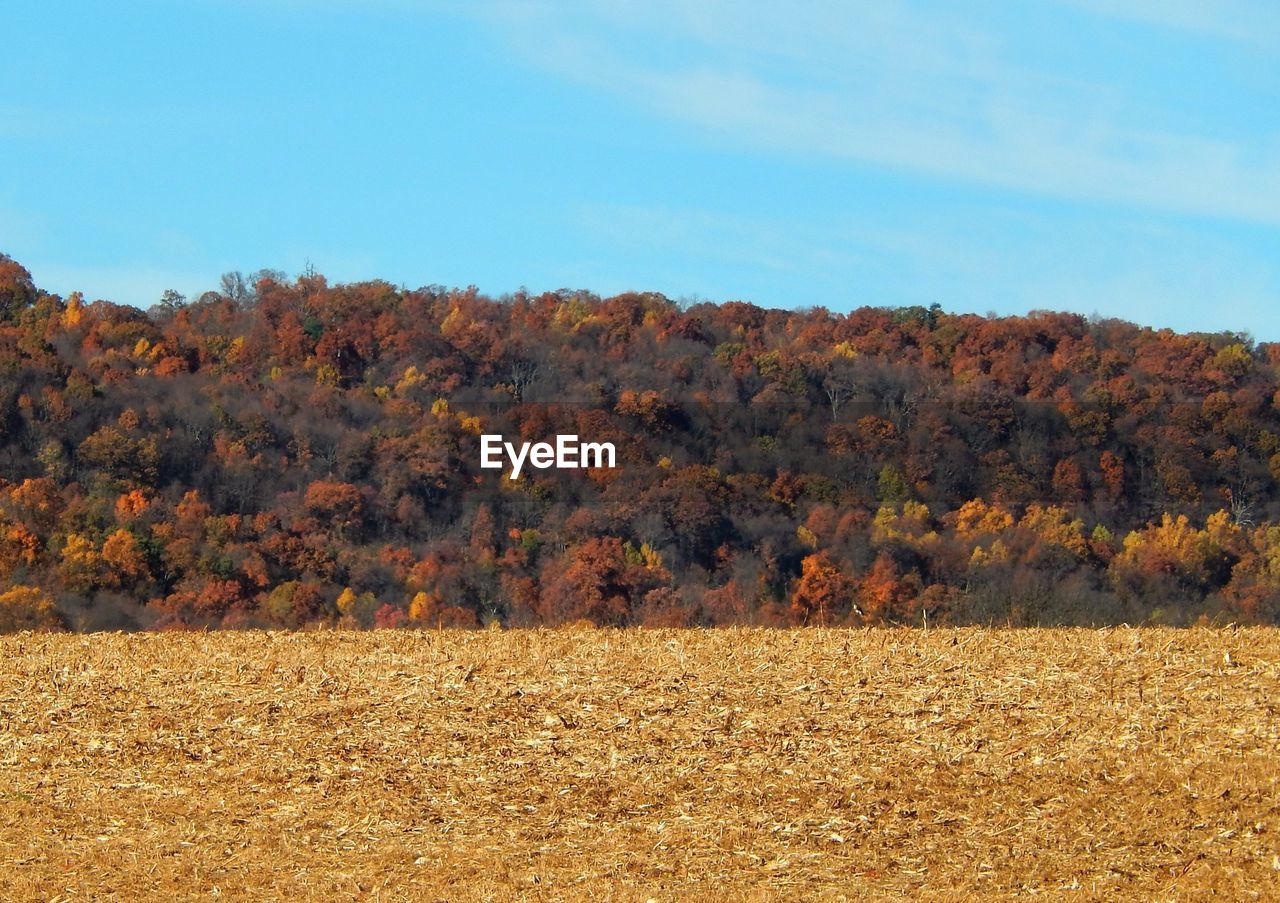 Trees on field against sky during autumn