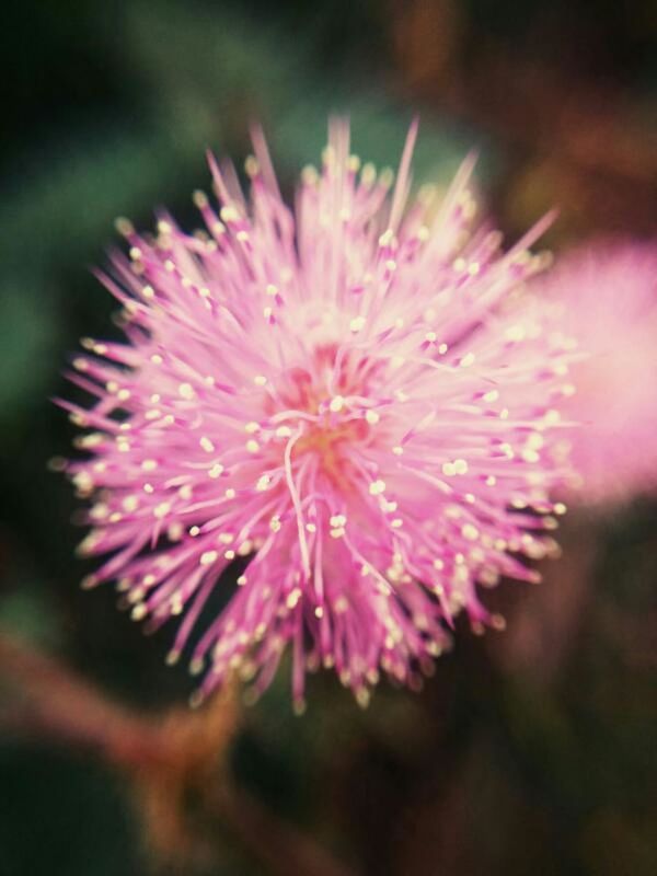 CLOSE-UP OF PINK FLOWER OUTDOORS