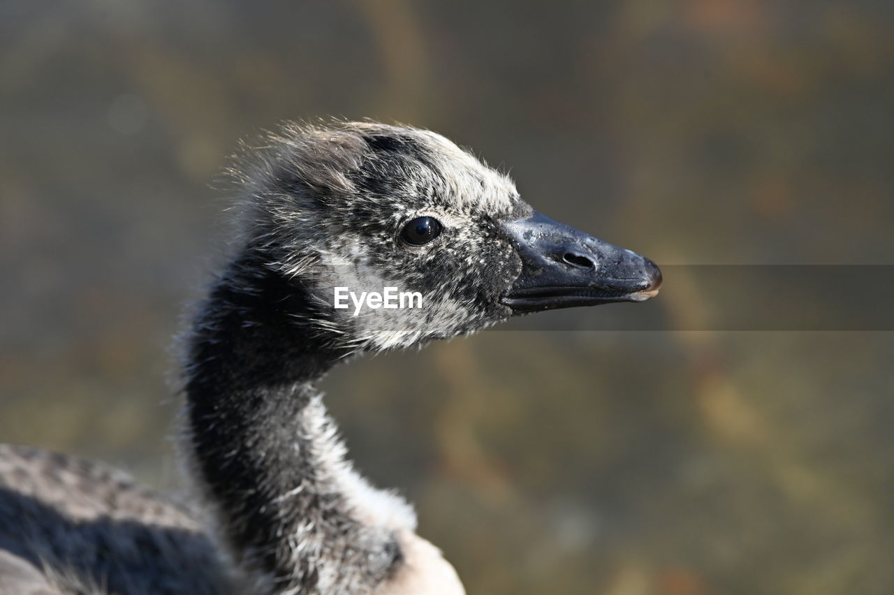 close-up of duck