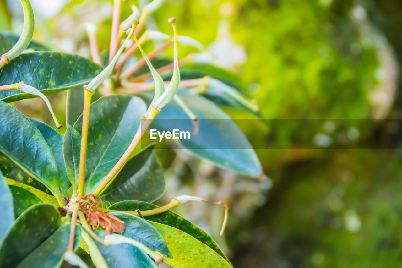 CLOSE-UP OF INSECT ON PLANT