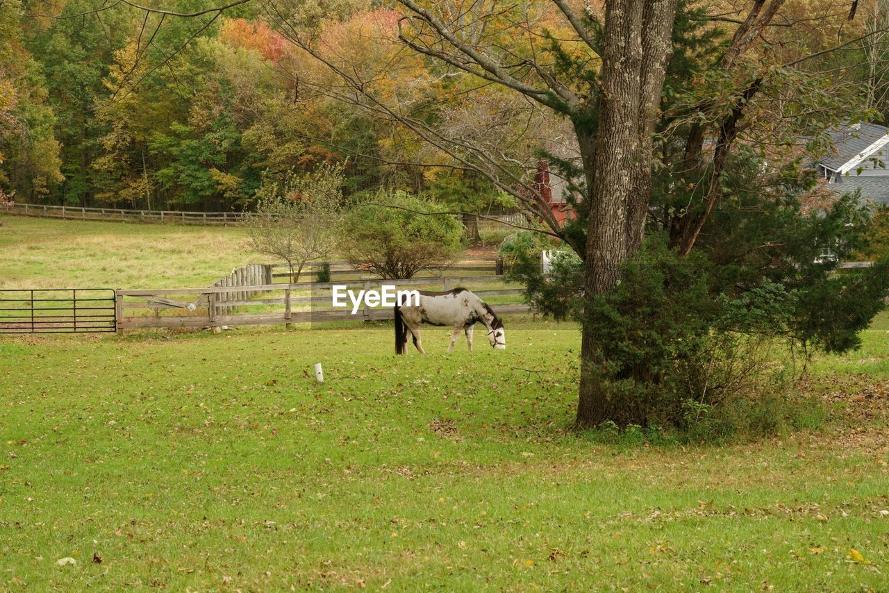 Horse grazing in a field in fall
