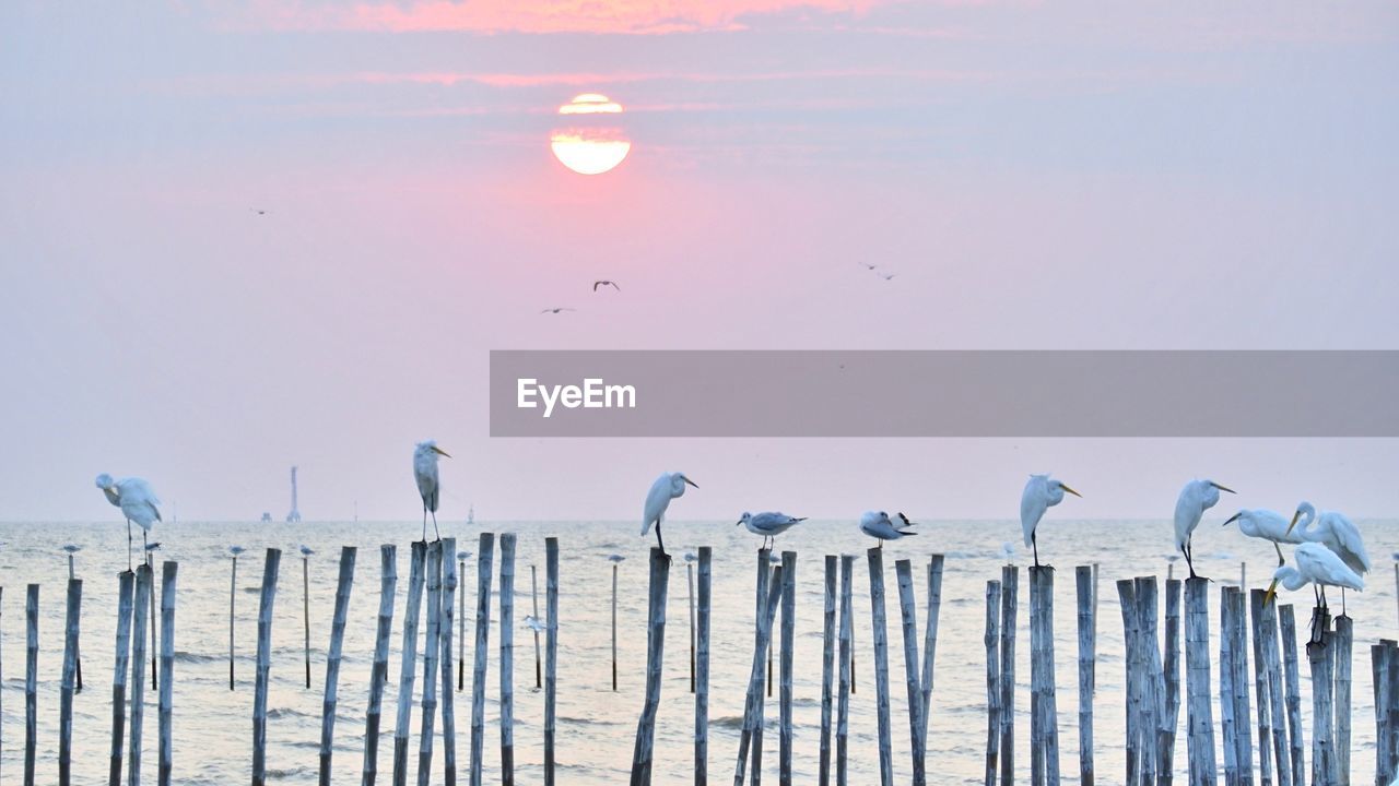 SEAGULLS PERCHING ON WOODEN POST AGAINST SKY