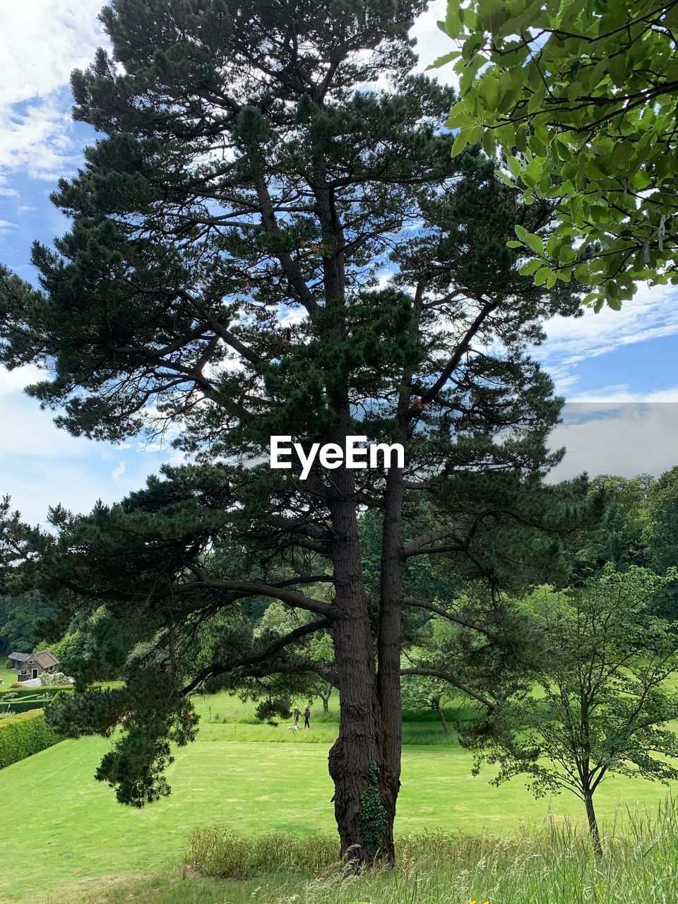 TREES ON FIELD