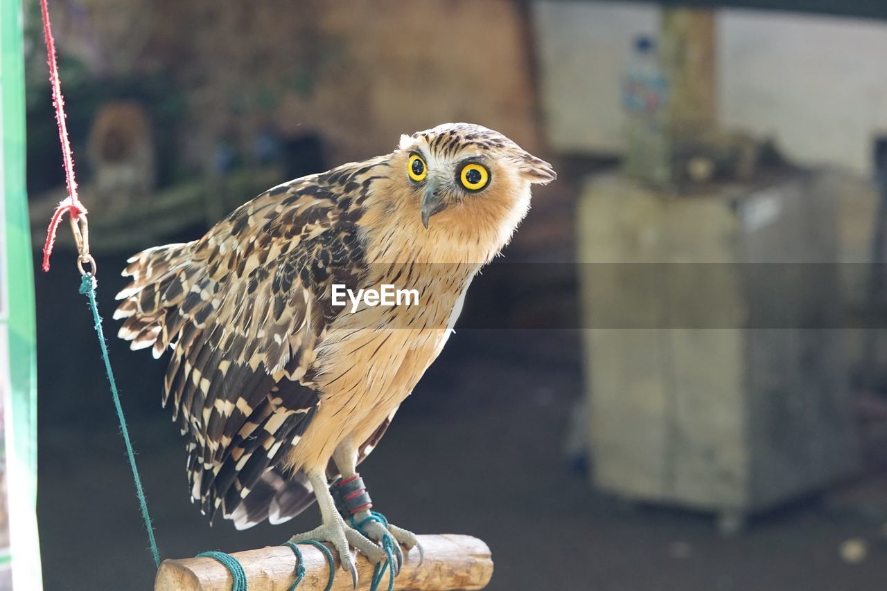 CLOSE-UP OF OWL PERCHING ON OUTDOORS