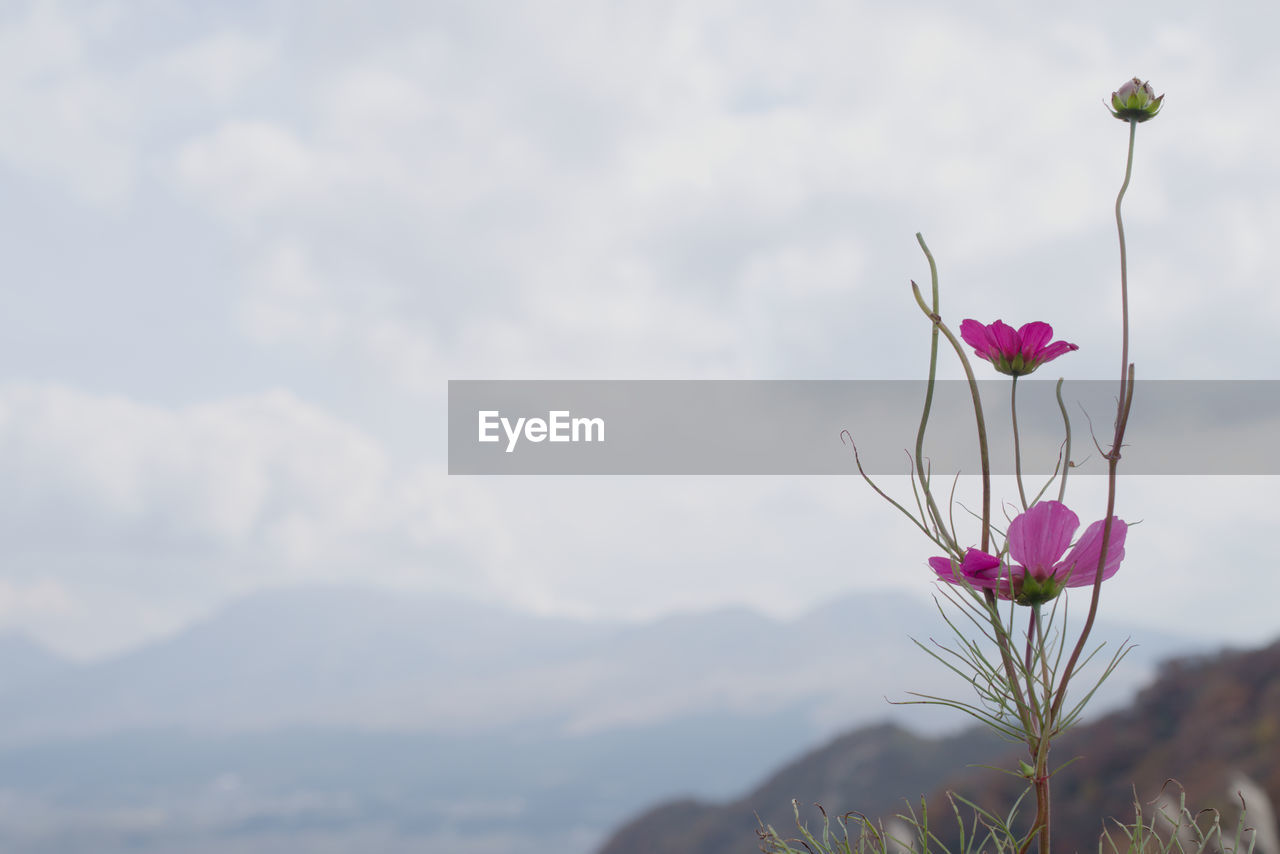 Close-up of flowers blooming against sky