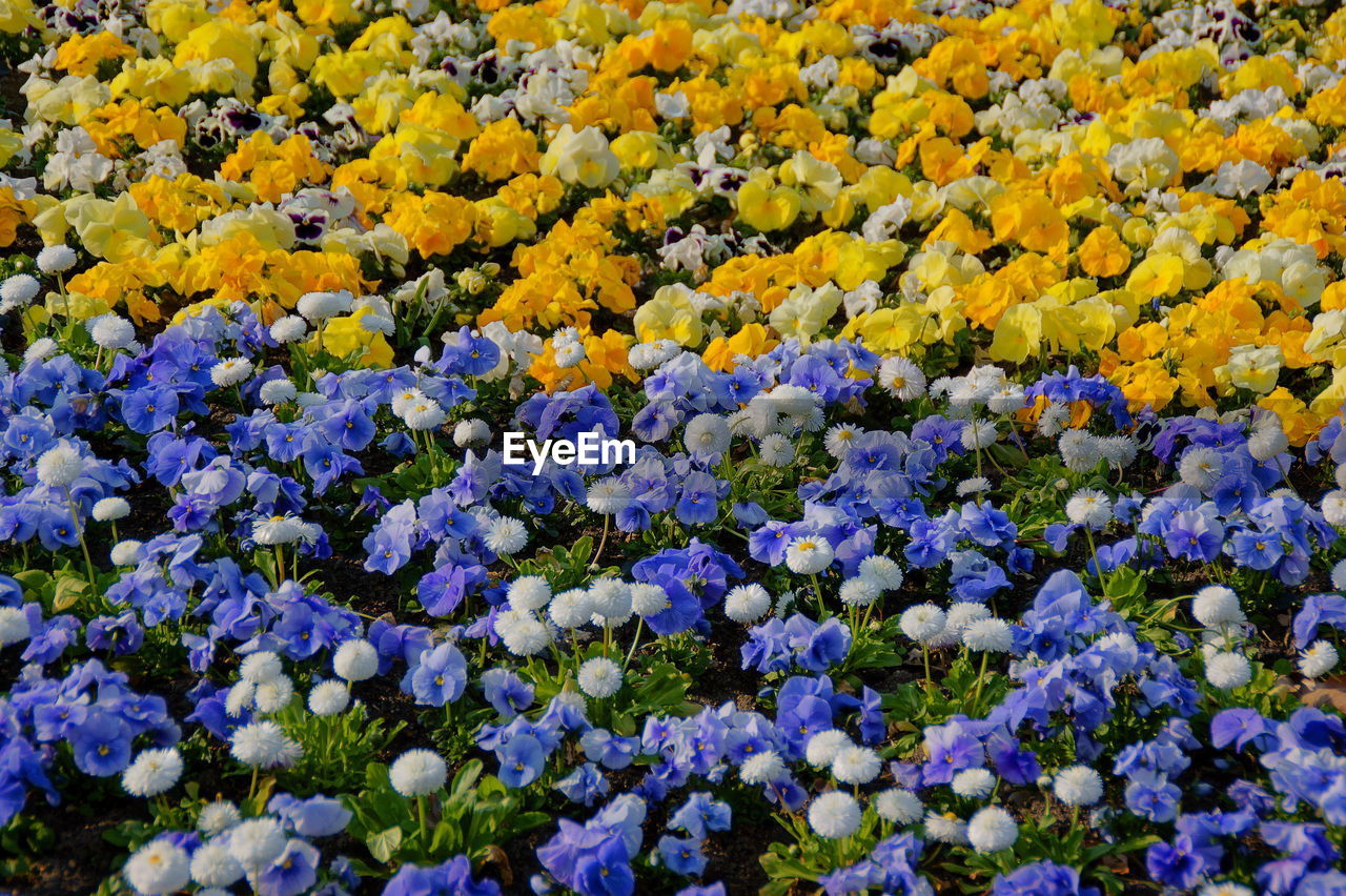 CLOSE-UP OF FRESH PURPLE YELLOW FLOWERS BLOOMING IN GARDEN