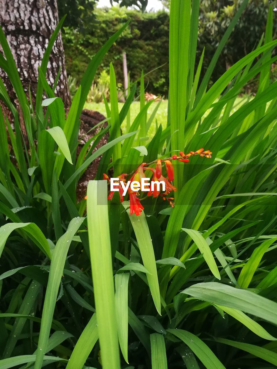 CLOSE-UP OF RED FLOWERS ON FIELD