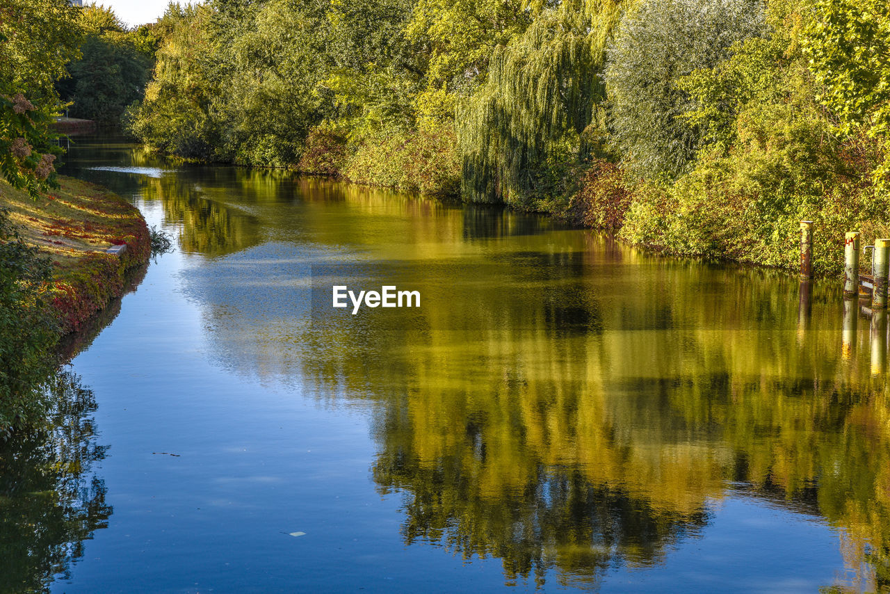 Scenic view of lake in forest