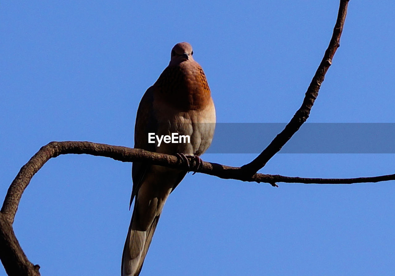 Low angle view of dove perching on branch against clear blue sky
