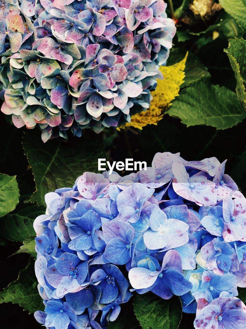 Close-up of purple hydrangea flowers